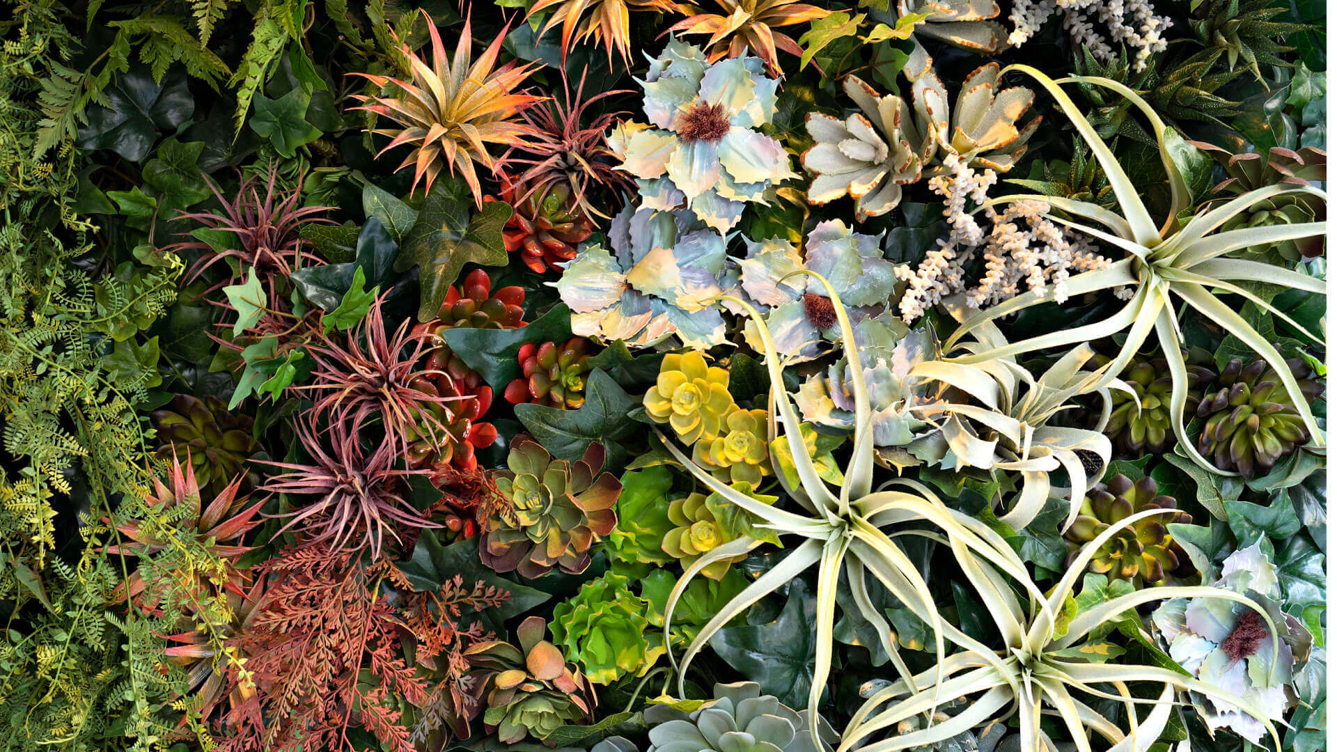 Air Plants: Effortless Elegance for Every Space - TN Nursery