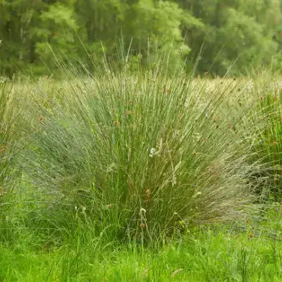 Green Bulrush - TN Nursery - TN Nursery