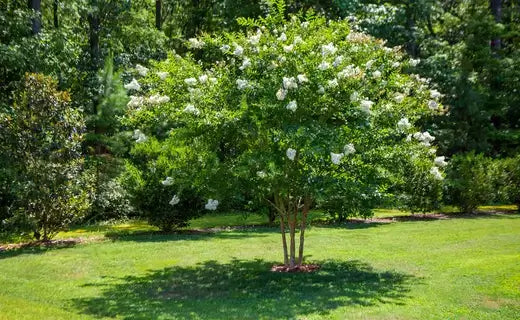 Natchez Crepe Myrtles: Nature's Marvel of Elegance and Resilience - TN Nursery