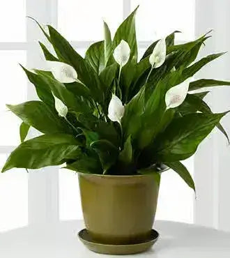 10 Best Plants for Offices for 2021