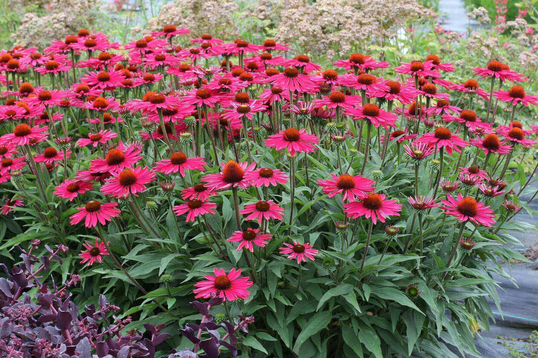 Vibrant pink coneflowers with orange centers in native plant field