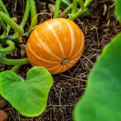 Vibrant orange pumpkin with white stripes growing in soil amid vines and leaves