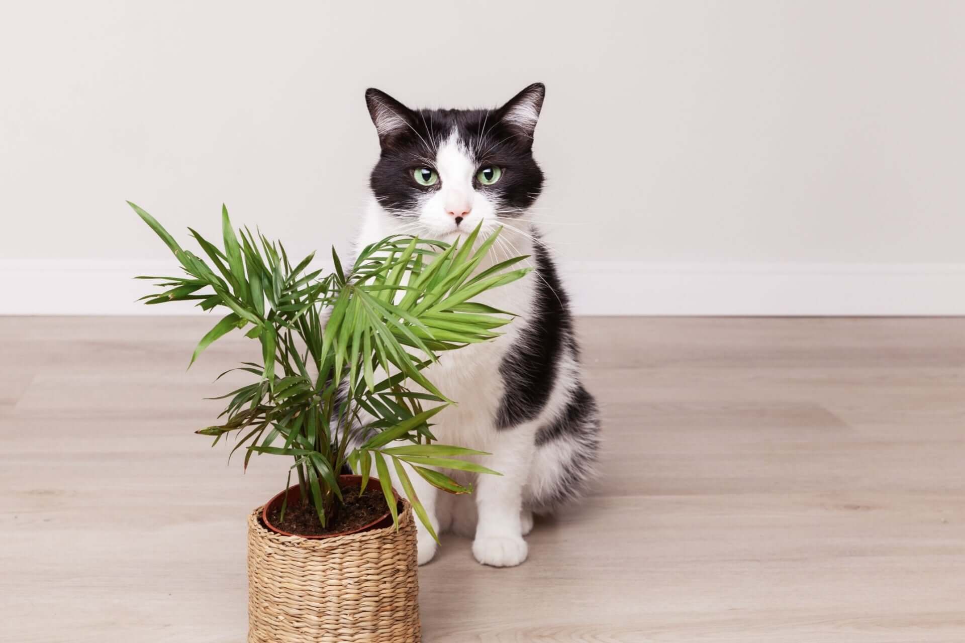 Cat-Safe Houseplants