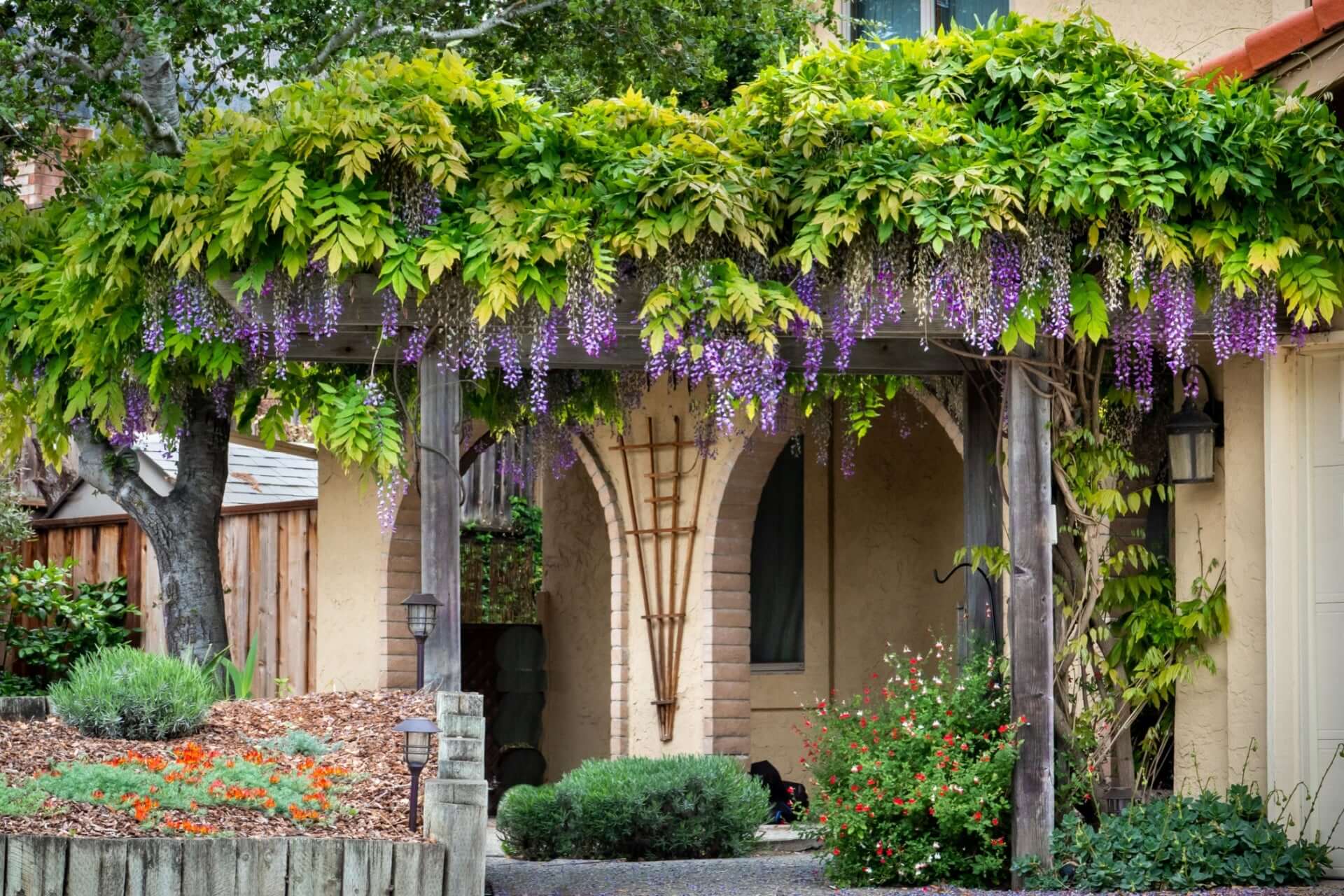 Lush purple wisteria cascading over wooden arbor in Exploring Wisteria