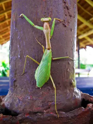 Vibrant green praying mantis with slender limbs on rusty metal post