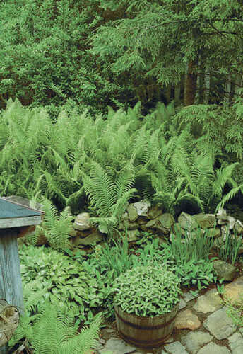 Native Fern Species Can Vary Based On The Region - TN Nursery