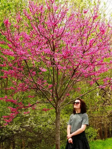 Mature Trees - Costs and Considerations - TN Nursery