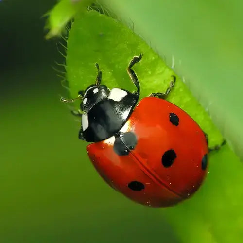 Vibrant red ladybug with black spots on green leaf - ladybugs facts