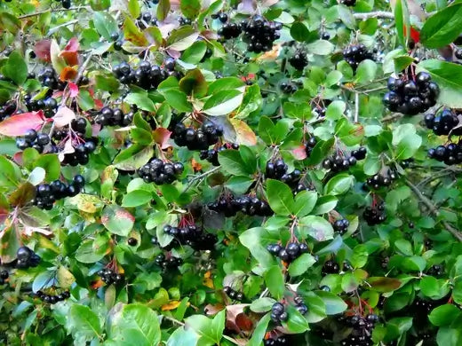 Chokeberry shrub with clusters of glossy black berries and green leaves
