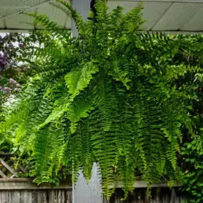 3 Low Maintenance Ferns - TN Nursery - TN Nursery