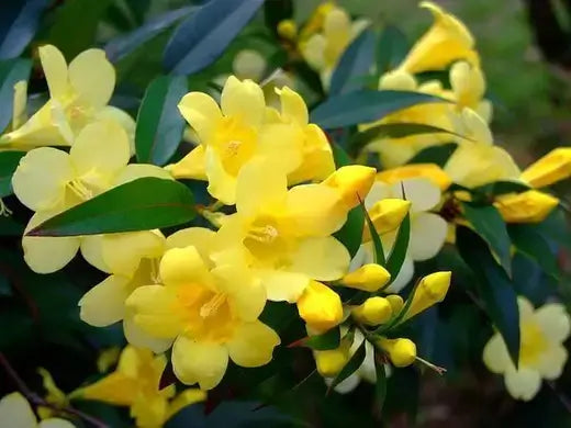 Carolina Yellow Jasmine Vine Seeds, Over 25+ Fresh USA Grown, Flowering Vine