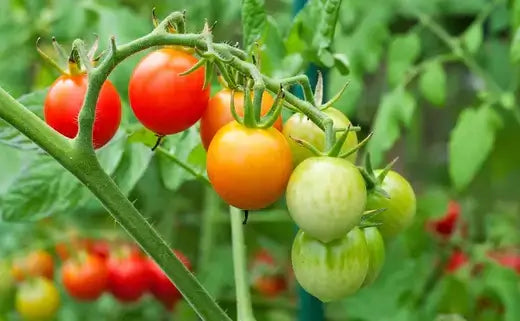 Cherry tomatoes ripening on vine in reds oranges greens for bountiful harvest