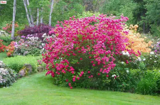 20 Popular Flowering Shrubs available - TN Nursery