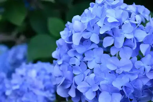 Vibrant light blue hydrangea blossoms with overlapping petals