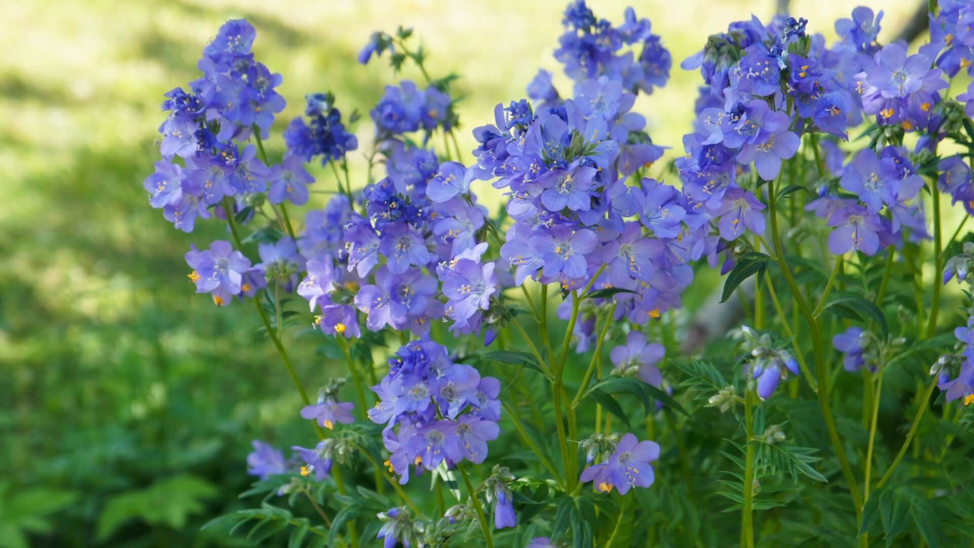 Vibrant purple Jacobs Ladder flowers with yellow centers on green stems in lush foliage