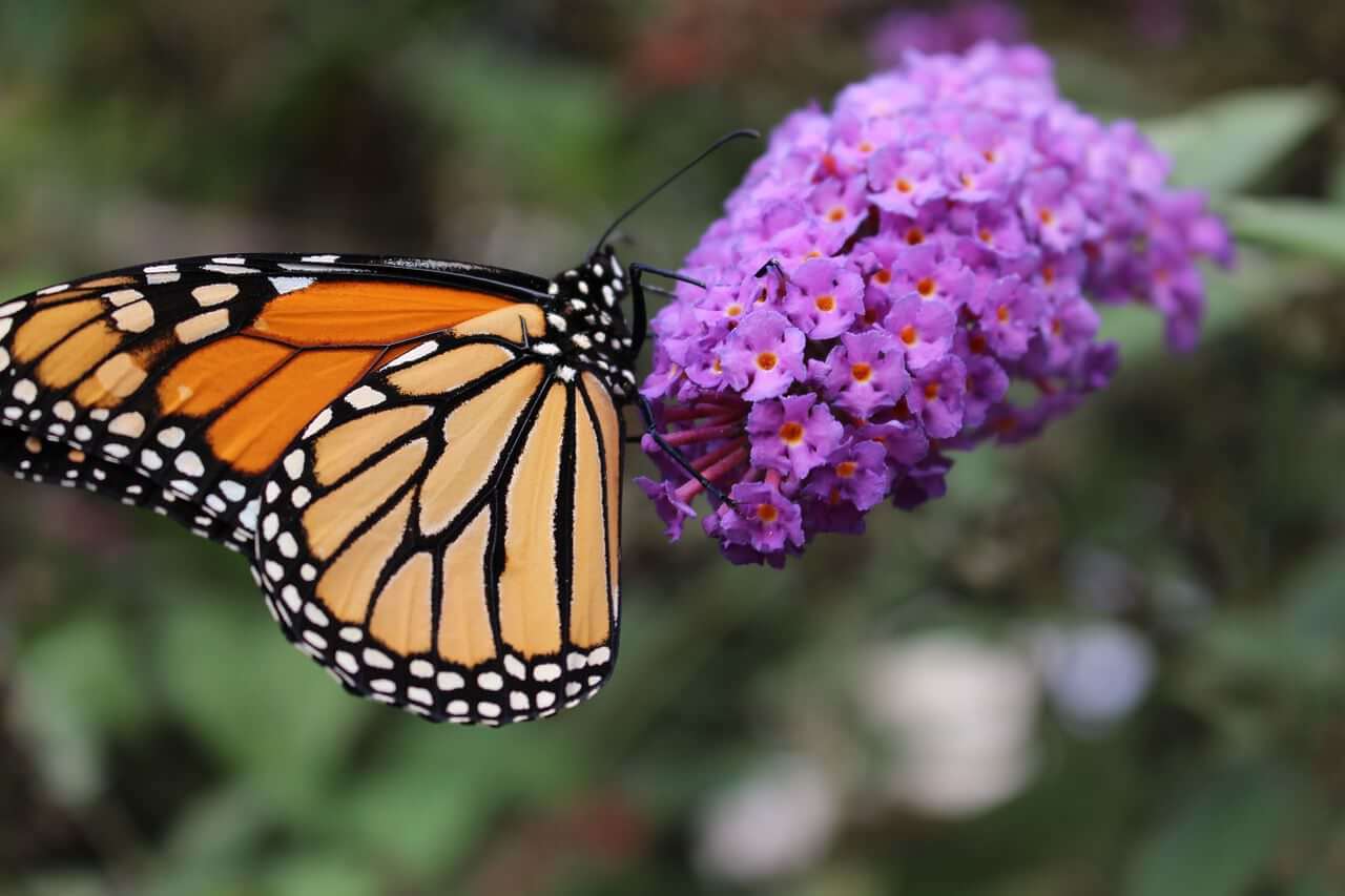 Creating a Butterfly Friendly Garden