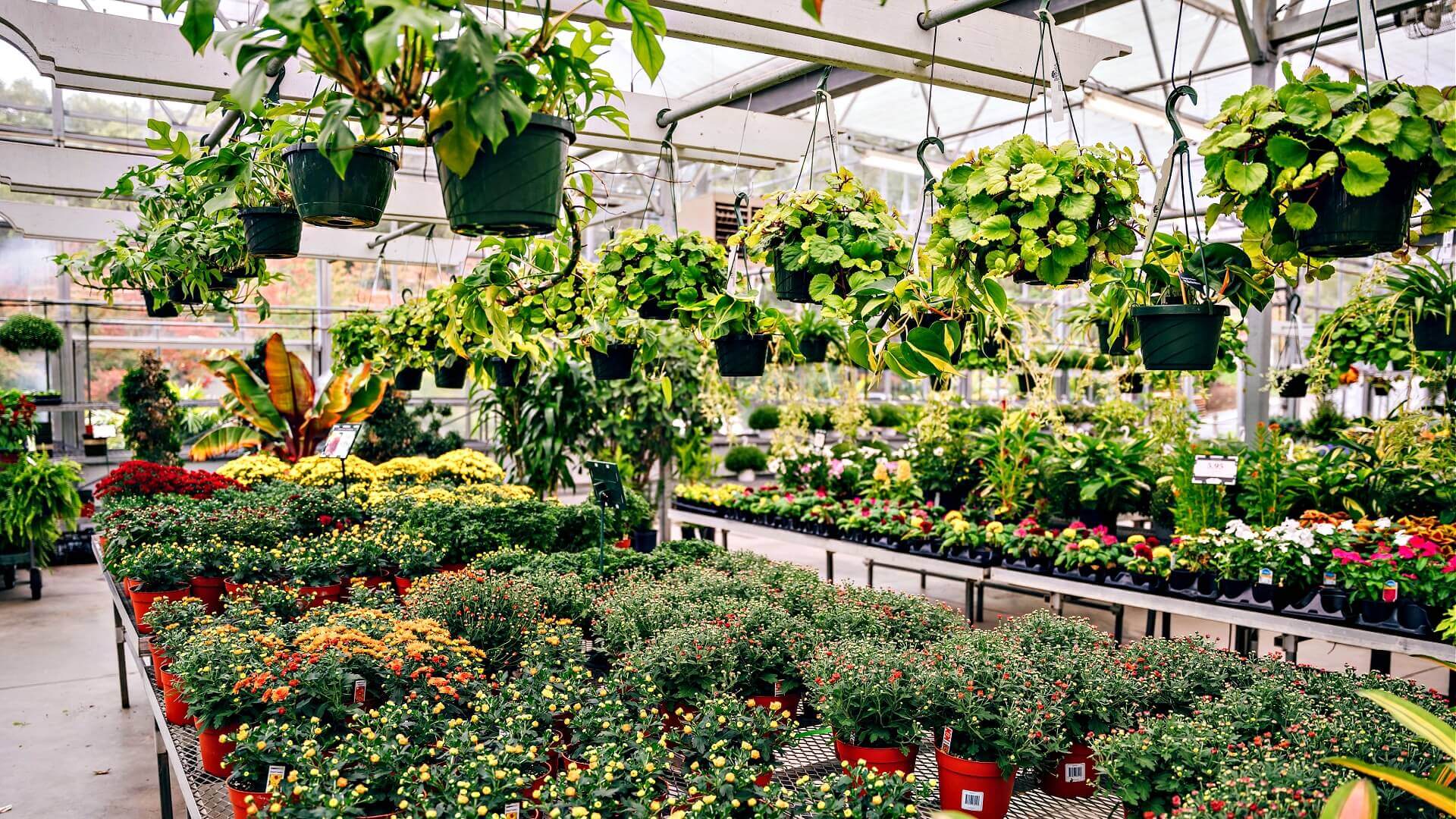 Rows of vibrant green potted plants in red and black containers at best nursery