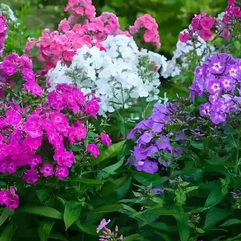 A Guide to Seasonal Care for Perennial Plants - TN Nursery
