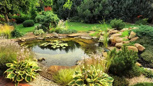 Serene stone-edged pond with lily pads in TN Nursery water garden