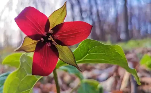 The Enigmatic Trillium - TN Nursery