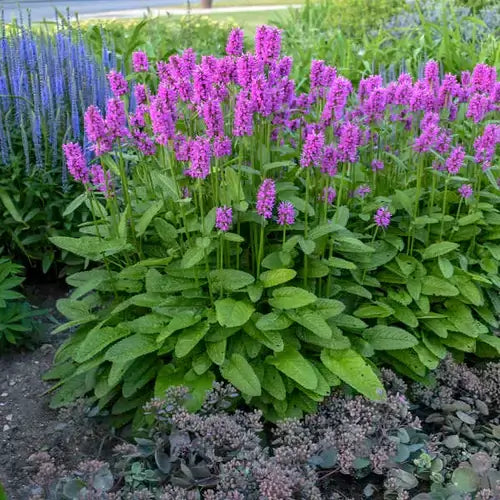 Winter-Friendly Plants | Plants at TN Nursery - TN Nursery