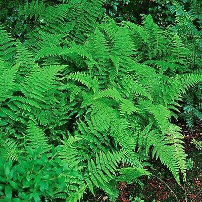 Hay-Scented Fern