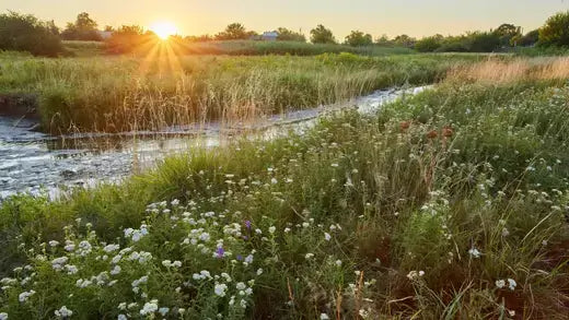 Serene sunlit Tennessee meadow with stream and wildflowers