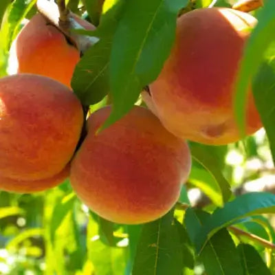 Ripe fuzzy peaches in orange-red hues on fruiting tree