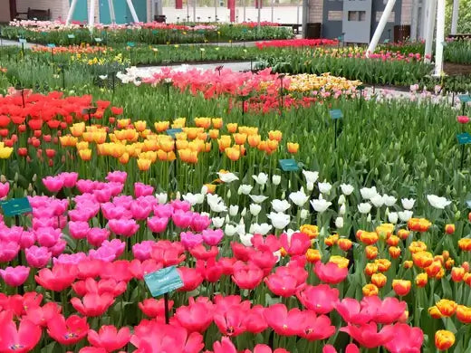 Vibrant tulips in pink, red, yellow, white bloom in lush TN Nursery field