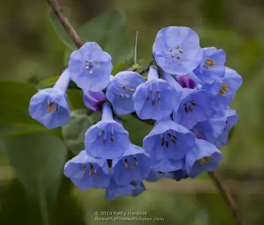 Virginia bluebell flowers with light blue bells, purple centers, yellow stamens