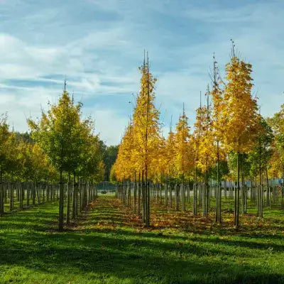 Why Buy Plants From a Tree Nursery? Quality - TN Nursery
