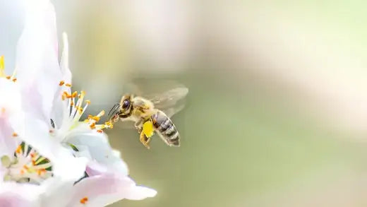 Honeybee with yellow black stripes hovers near white petals in bee-friendly landscape