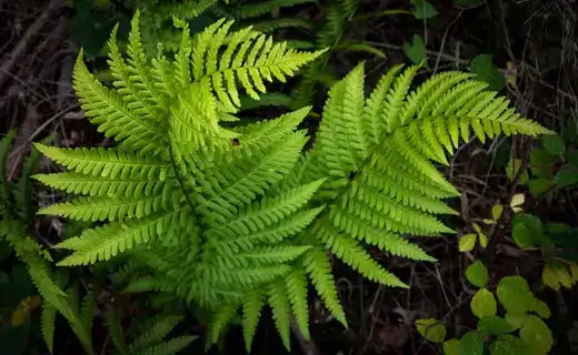 The Ancient Charm of Ferns - TN Nursery