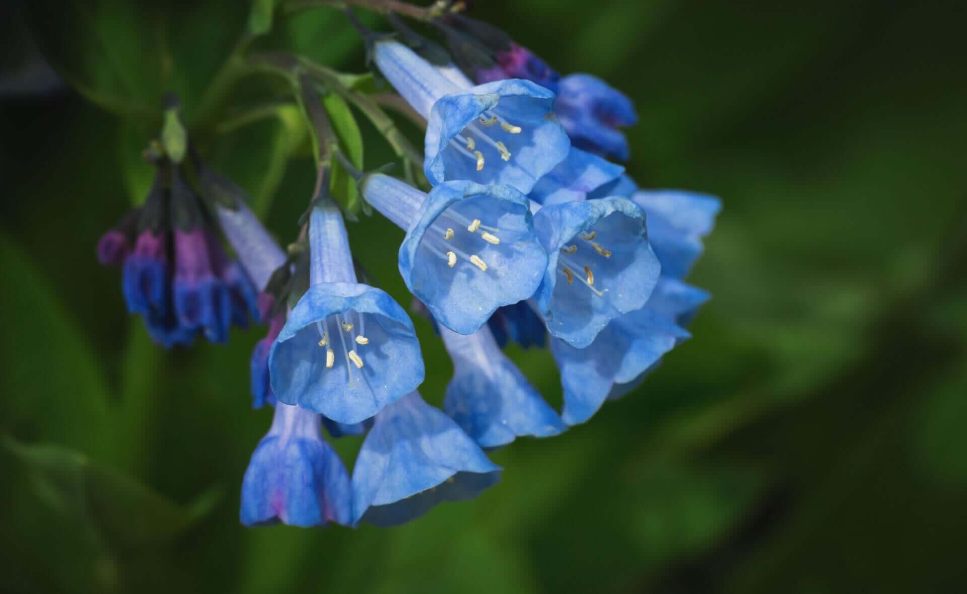 Perennials to Plant Early Spring - TN Nursery