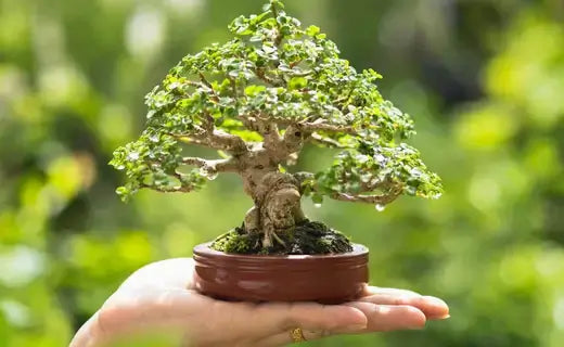 The Art of Bonsai - TN Nursery