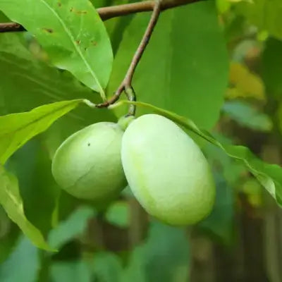 Pawpaw Trees