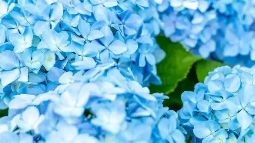 Shrubs: Nature's Multifaceted Wonders - TN Nursery