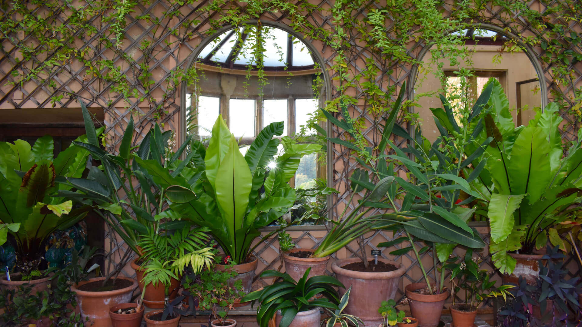 Lush potted ferns and tropical plants in vine-covered arched greenhouse