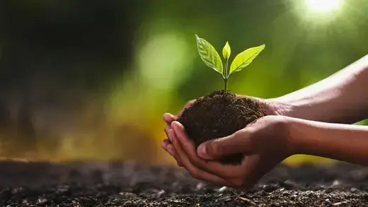 Delicate green sprout emerging from soil in cupped hands for tree planting guide