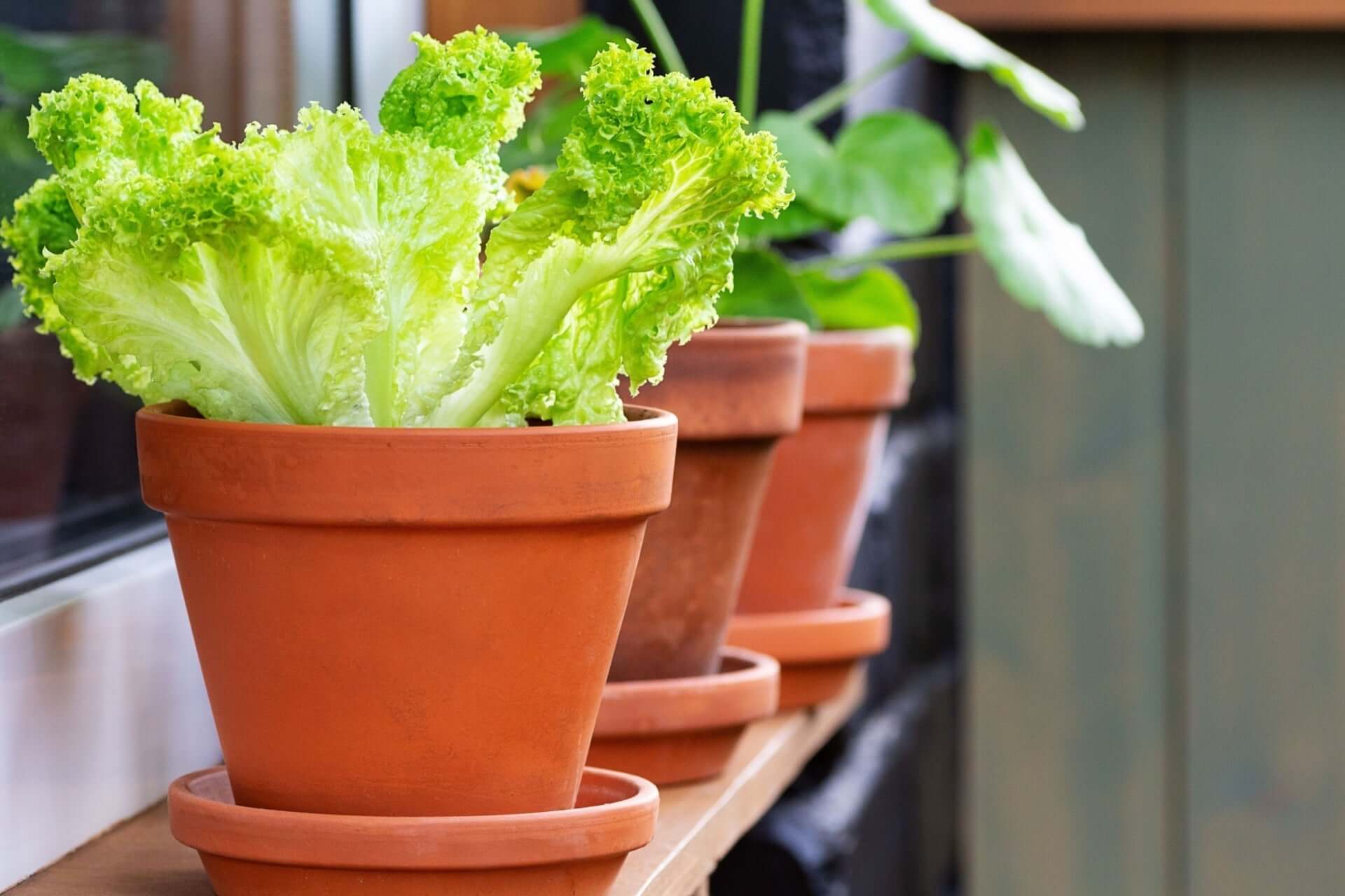 Container Gardening Tips for Beginner Gardeners
