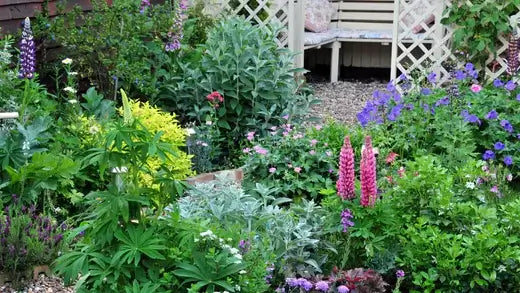 Creating a Charming Cottage-Style Garden - TN Nursery