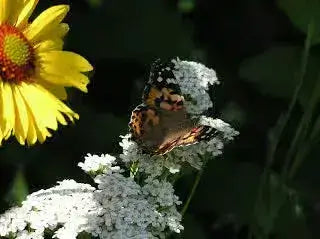 Delicate orange and black butterfly on native white garden flowers