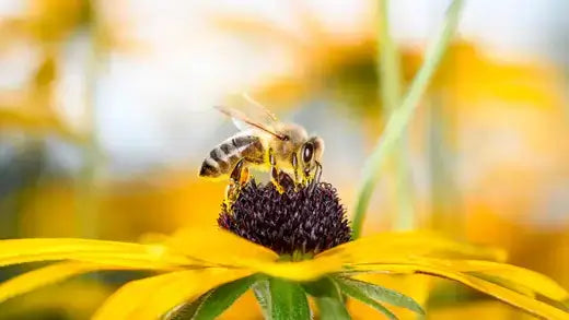 Planting Perennials for Pollinators - TN Nursery