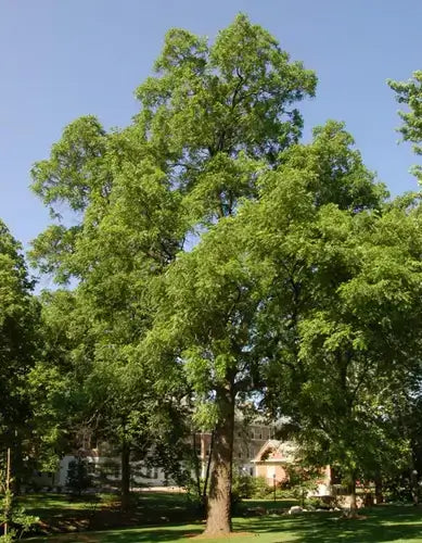 TN Nursery Review by Roy Blair - TN Nursery