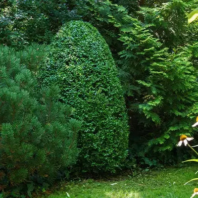 Green Mountain Boxwood - TN Nursery