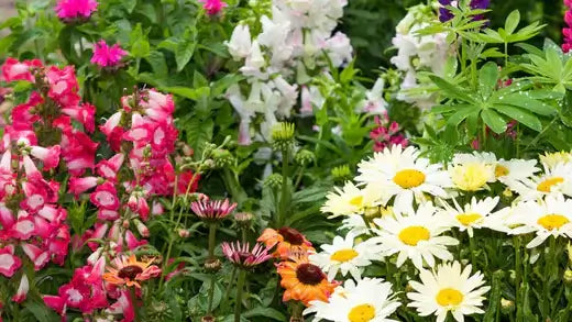 Tn Nursery Donates Free Plants To Non Profits - TN Nursery