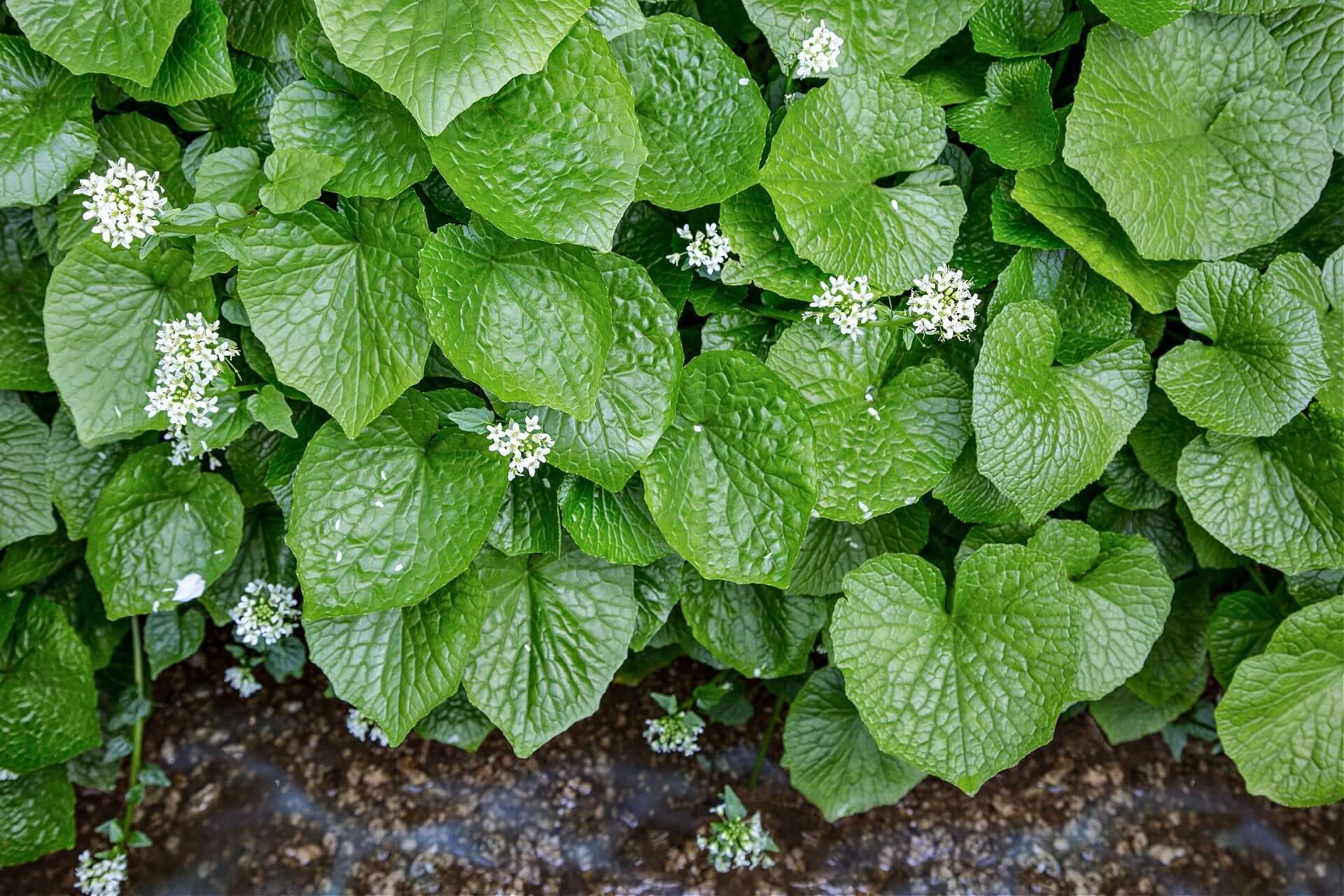Wasabi Plant