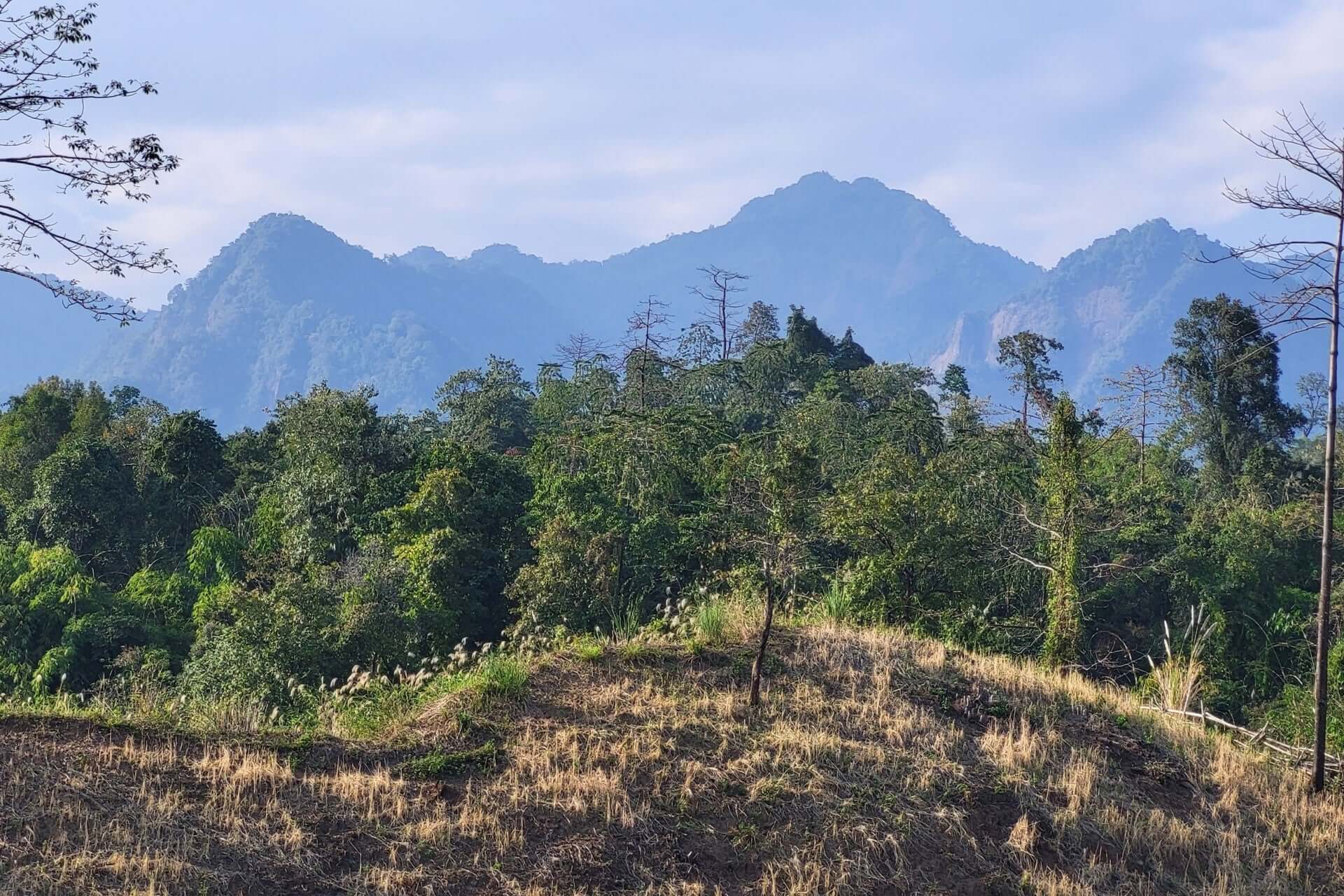 Ancient Gardening Practices for Modern Gardens