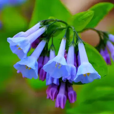 Virginia Bluebell - TN Nursery