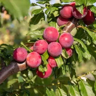 Ripe deep pink plums hanging on fruiting tree branch with green leaves